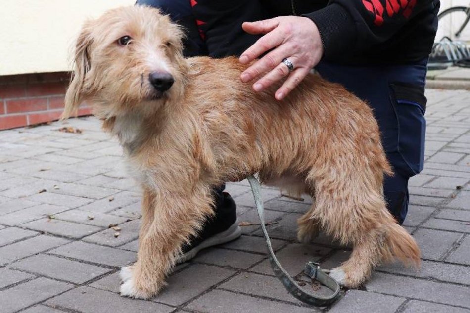 Schronisko w Łodzi. Zwierzęta, które trafiły tam w święta