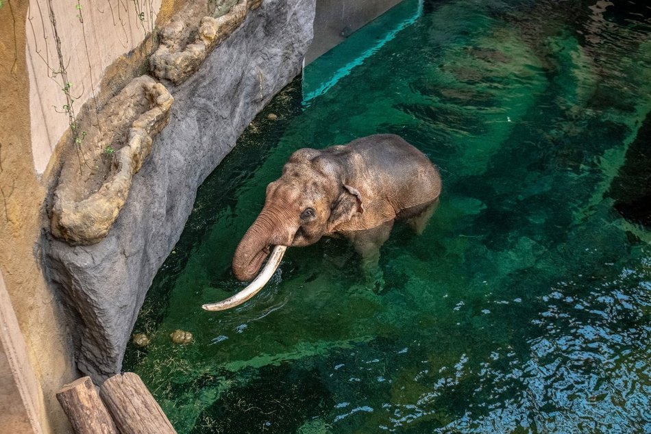 Co jedzą słonie w Orientarium Zoo Łódź