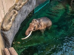 Co jedzą słonie w Orientarium Zoo Łódź