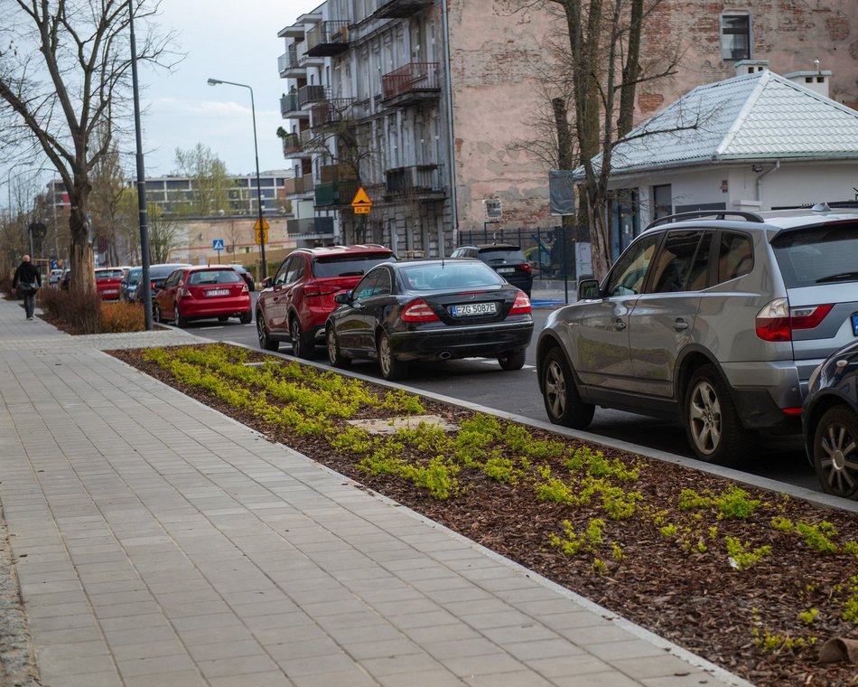 Łódź. Więcej zieleni przy Gdańskiej i Zamenhofa. Nowe rośliny już zdobią ulice