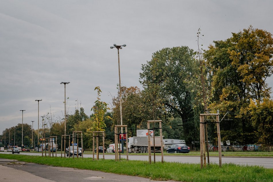 sadzenie drzew w mieście