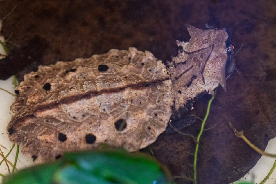 Łódź. W Orientarium Zoo Łódź urodziły się żółwie matamata