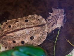 Łódź. W Orientarium Zoo Łódź urodziły się żółwie matamata