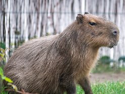 Dzień Kapibary w Orientarium Zoo Łódź