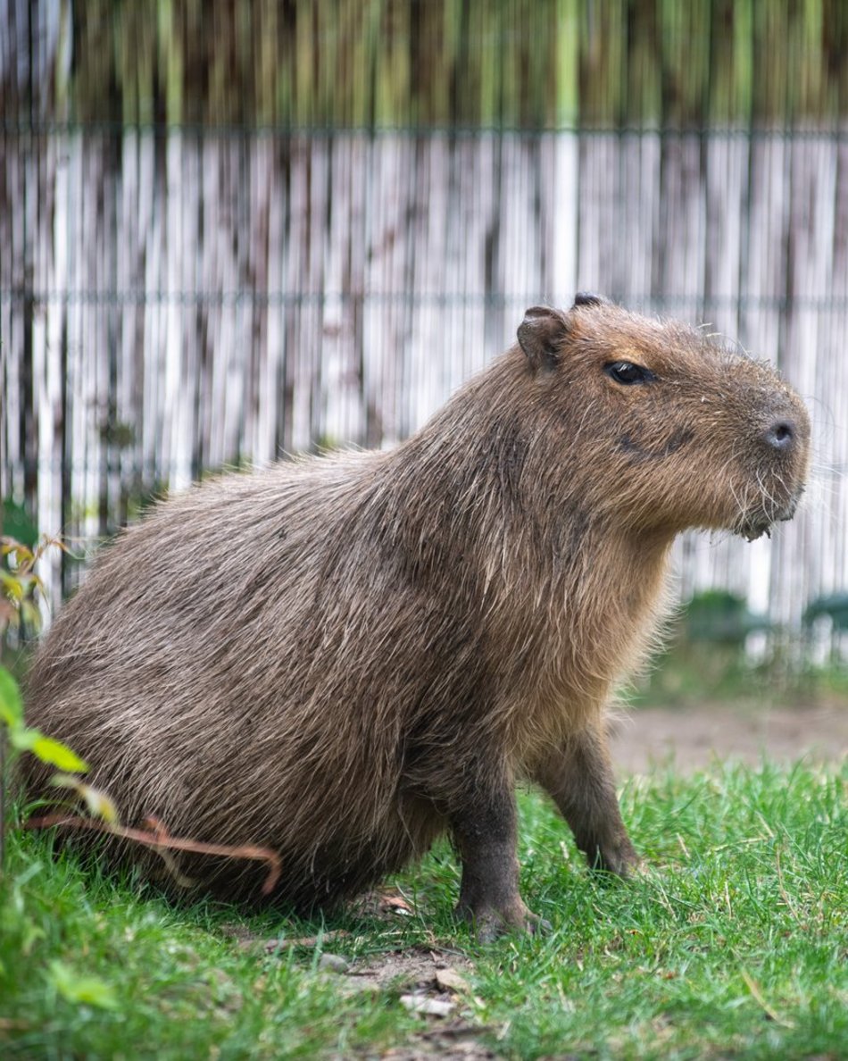 Dzień Kapibary w Orientarium Zoo Łódź