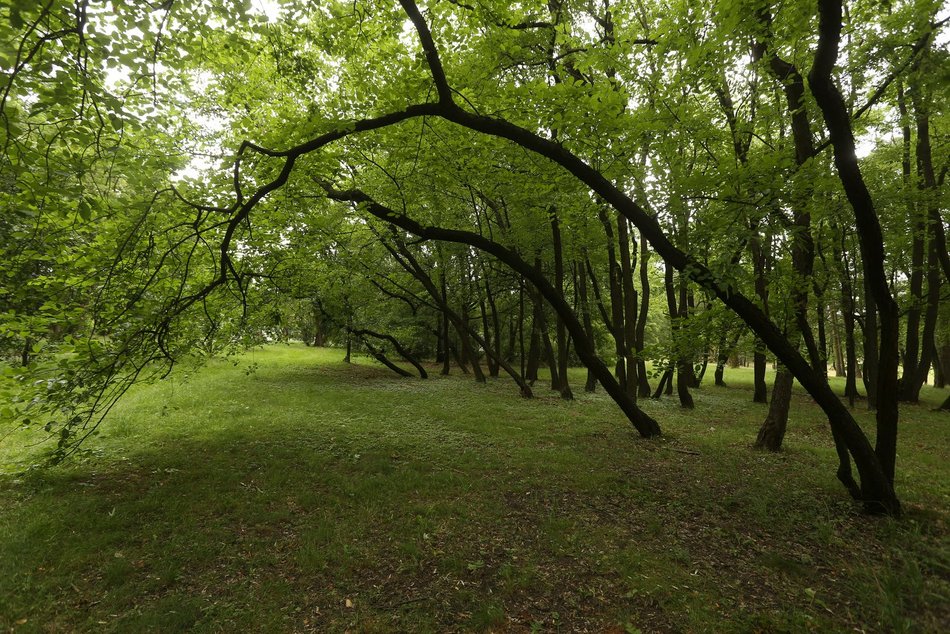 Dwa nowe parki leśne w Łodzi