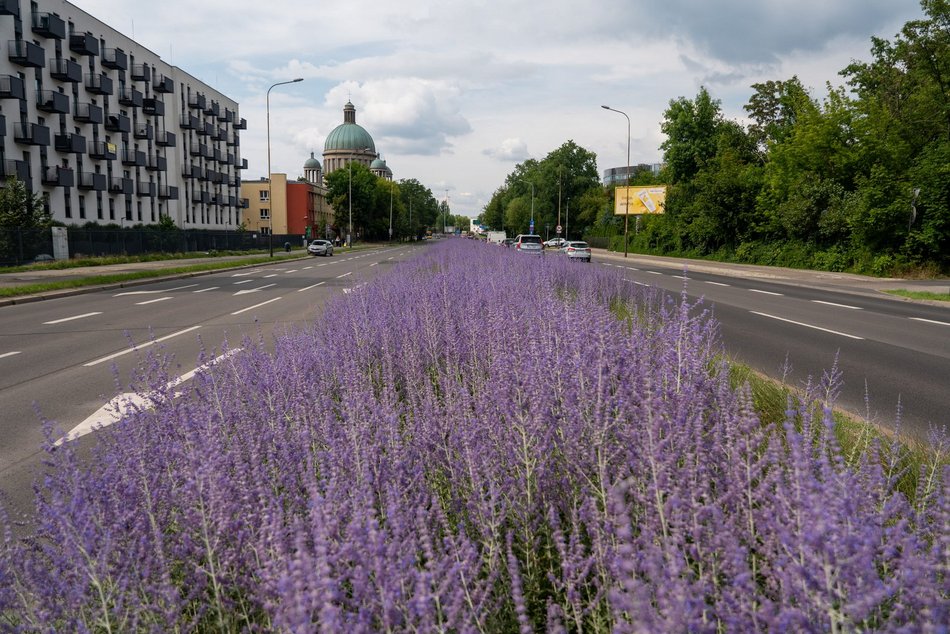 Perowskia łobodolistna przy Uniwersyteckiej!