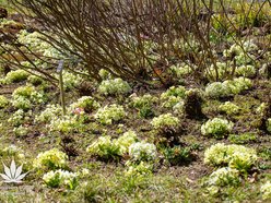 Łódź. Arboretum w Rogowie otwiera się na święta