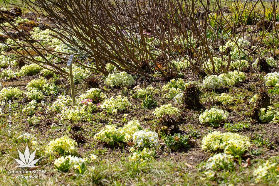 Łódź. Arboretum w Rogowie otwiera się na święta