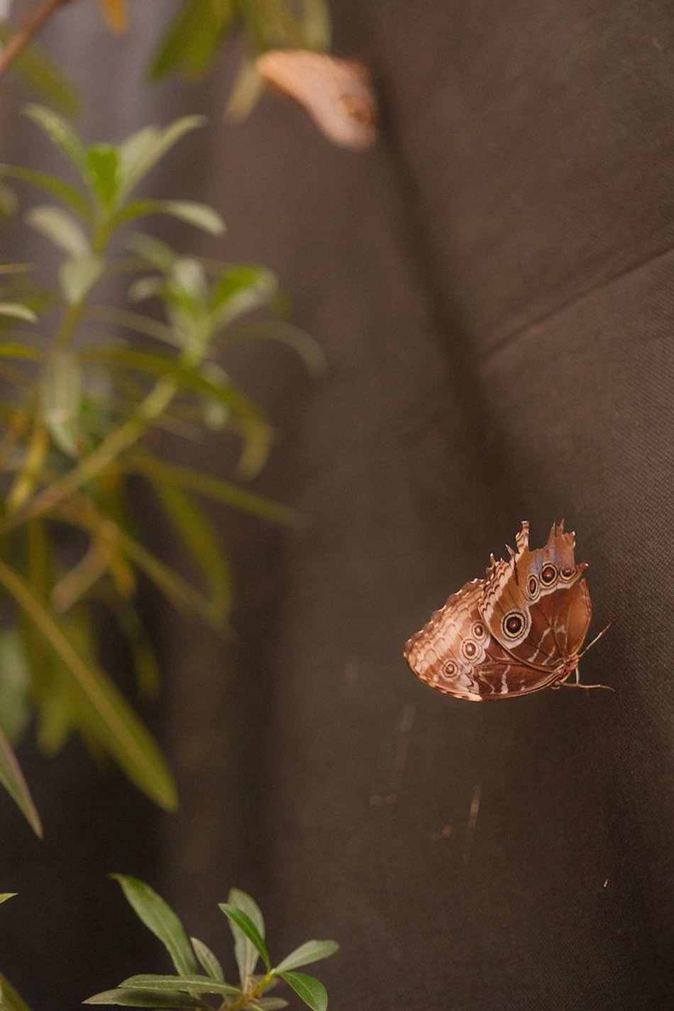 Łódź. Motyle z tropików na długi weekend. Kolorowa wystawa w Palmiarni