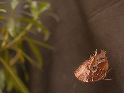 Łódź. Motyle z tropików na długi weekend. Kolorowa wystawa w Palmiarni