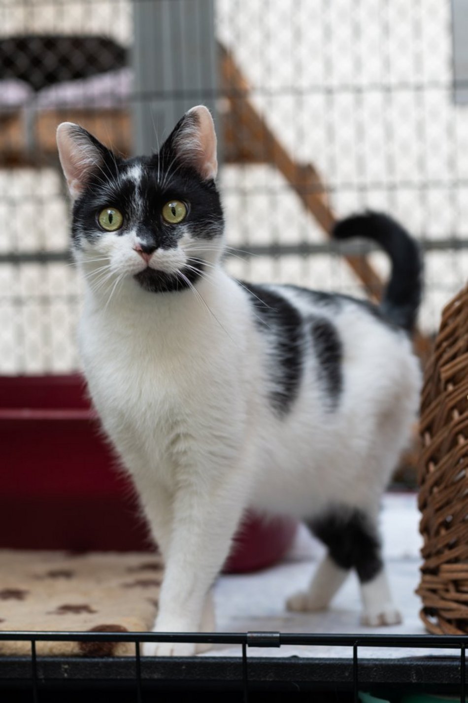 Притулок у Лодзі. Коти чекають на новий дім [ФОТО]