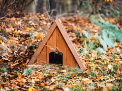 Łódź w trosce o jeże. Wiesz, jak im pomóc przetrwać jesień i zimę?