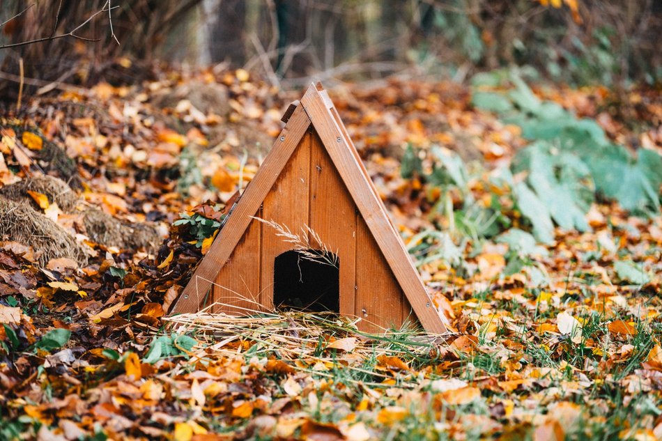 Łódź w trosce o jeże. Wiesz, jak im pomóc przetrwać jesień i zimę?