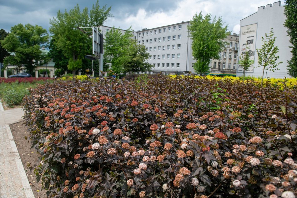 Łódź. Kwiaty na skwerze przy ul. Skłodowskiej-Curie w Łodzi