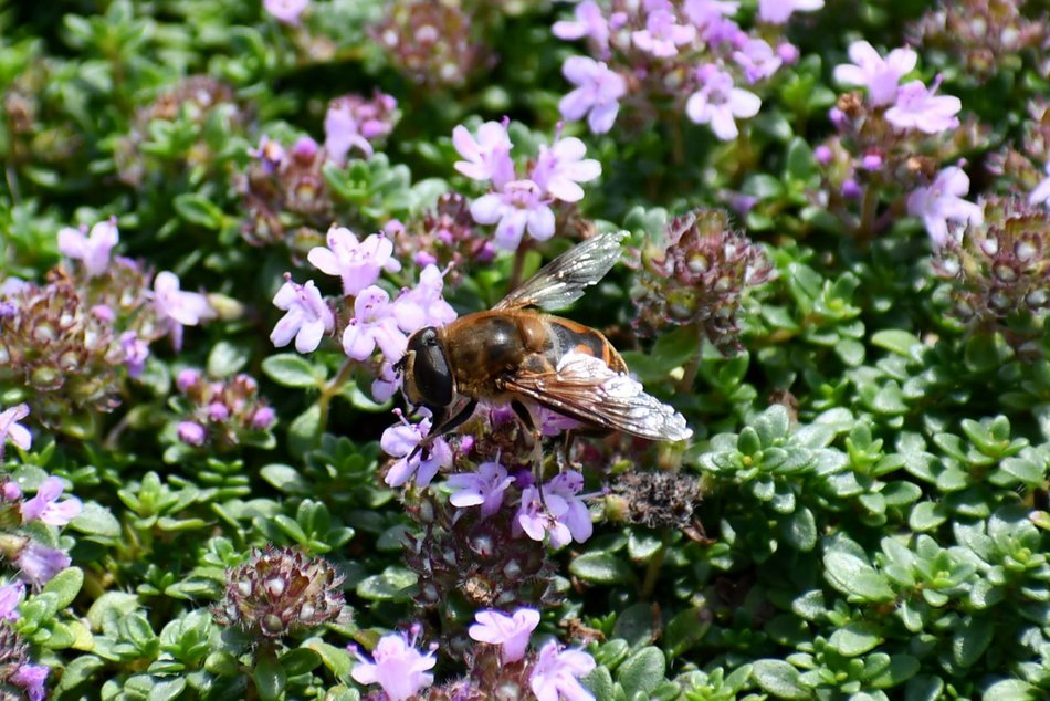 Łódź. Owady Ogrodu Botanicznego w Łodzi. Przyjdź na spacer i sprawdź, co w trawie piszczy