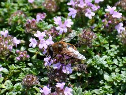 Łódź. Owady Ogrodu Botanicznego w Łodzi. Przyjdź na spacer i sprawdź, co w trawie piszczy