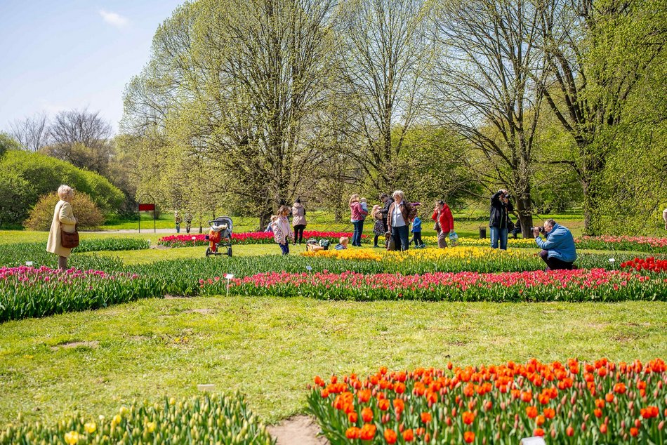 Łódź. Tysiące tulipanów w Ogrodzie Botanicznym w Łodzi. Przyjdź i zobacz je na własne oczy!