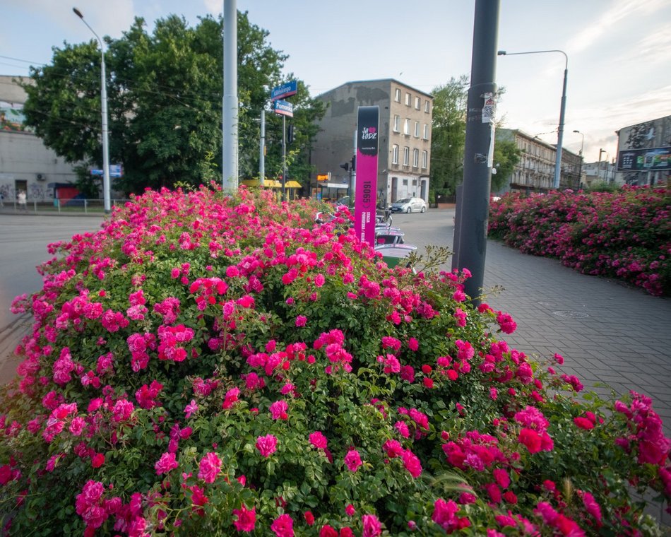 Róże na ulicach Łodzi