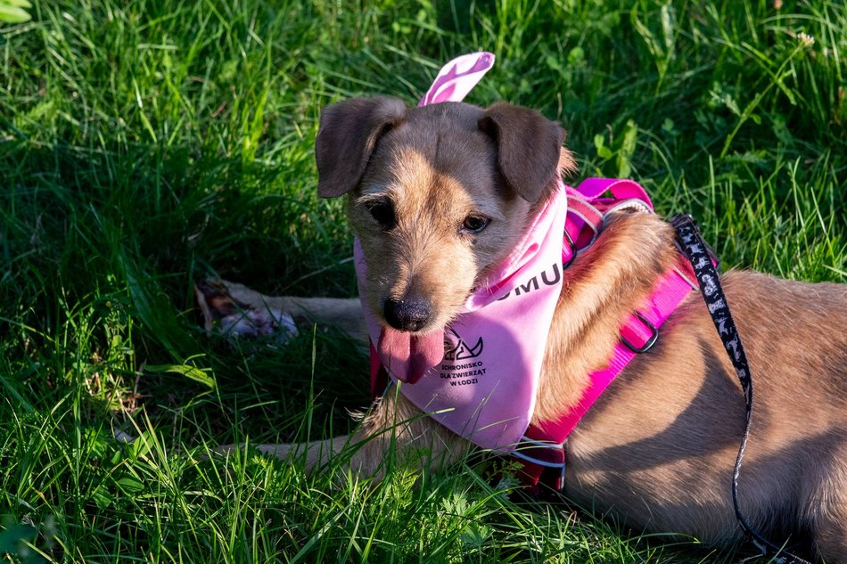 Łódź. Psia Polówka na Widzewskiej Górce. Psiaki przejęły dowodzenie!