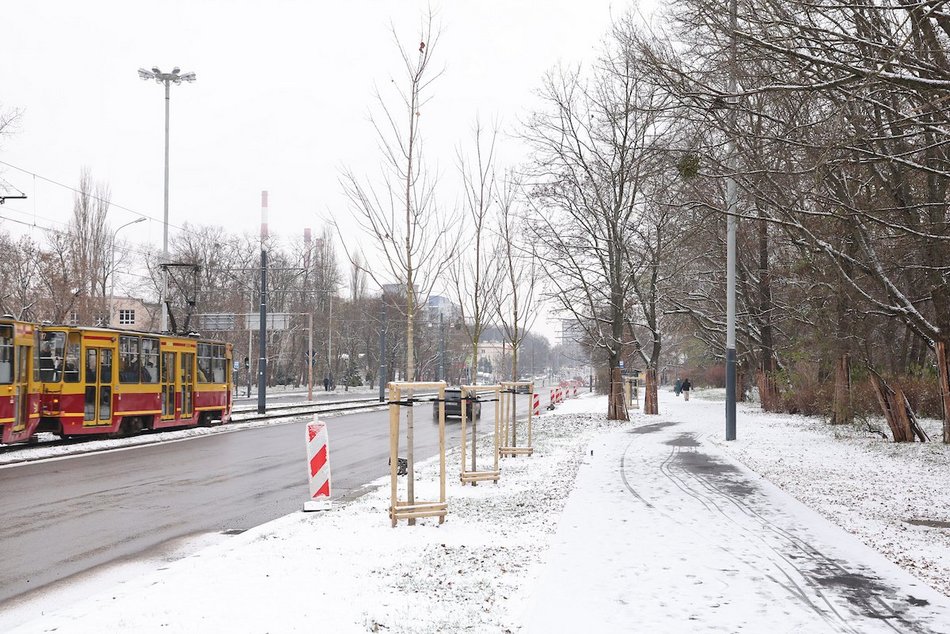 Łódź. Nowe nasadzenia w całym mieście