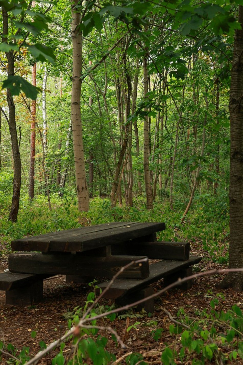 Łódź. Nowy park leśny w Łodzi! Mieszkańcy Dorabialskiej zyskali zieloną oazę!