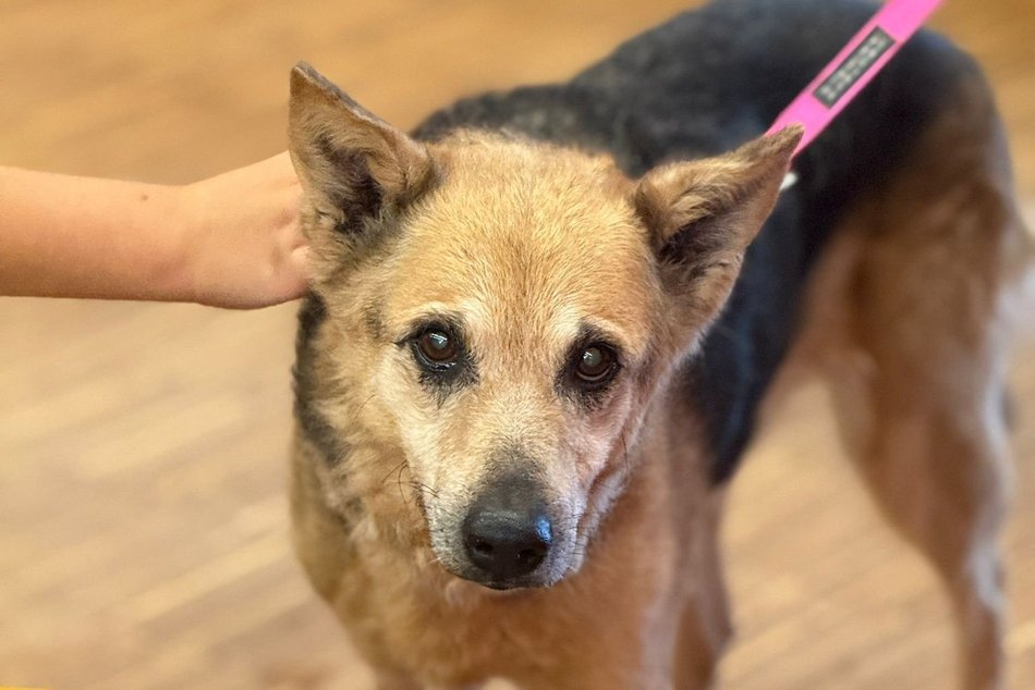 Jak troszczyć się o zwierzęta? Schronisko w Łodzi prowadzi lekcje empatii dla dzieci