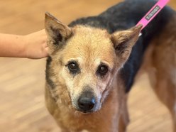 Jak troszczyć się o zwierzęta? Schronisko w Łodzi prowadzi lekcje empatii dla dzieci