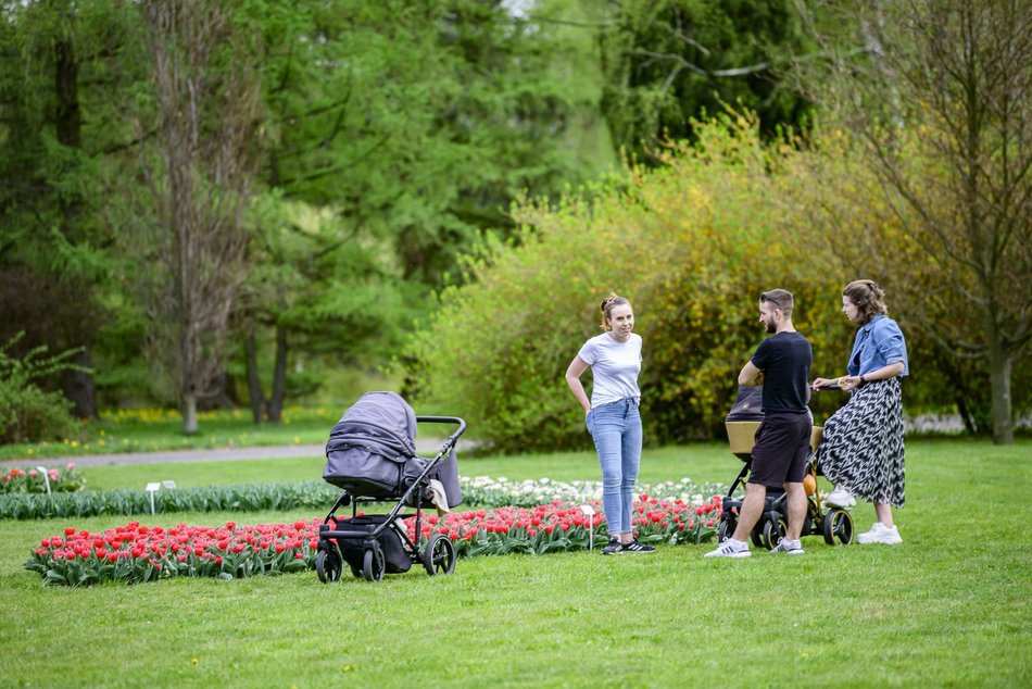 Morze tulipanów w Ogrodzie Botanicznym w Łodzi. Nie możesz tego przegapić
