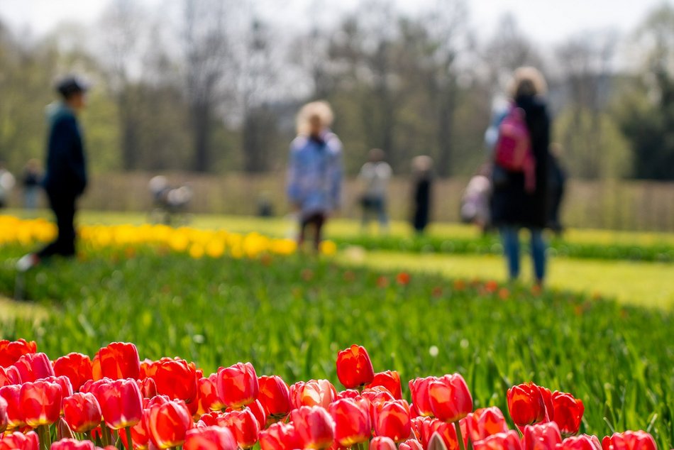 Łódź. Tysiące tulipanów w Ogrodzie Botanicznym w Łodzi. Przyjdź i zobacz je na własne oczy!