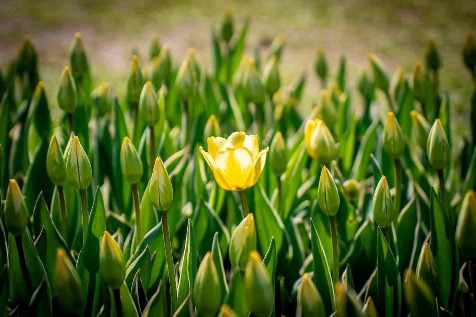 Łódź. Tysiące tulipanów w Ogrodzie Botanicznym w Łodzi. Przyjdź i zobacz je na własne oczy!