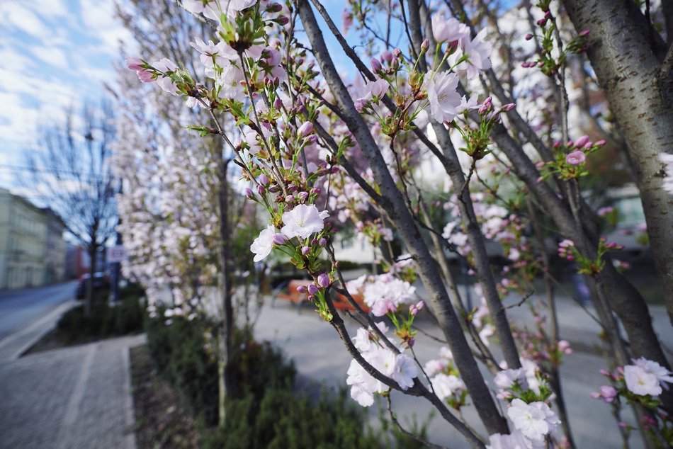 Łódź. Zobacz, jak skwer przy Kilińskiego i Rewolucji w Łodzi mieni się wszystkimi kolorami wiosny