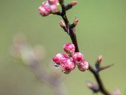 Ogród Botaniczny w Łodzi