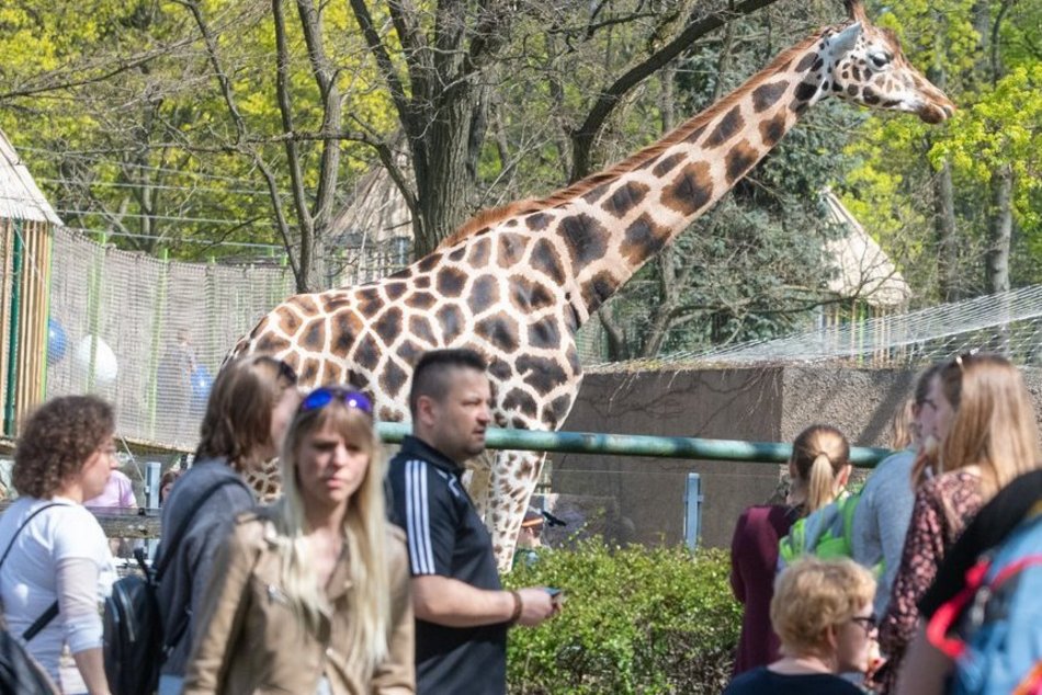 Teraz możesz podziwiać dłużej Orientarium Zoo Łódź