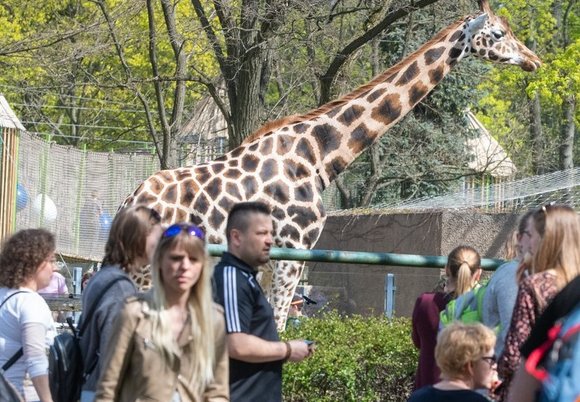 Teraz możesz podziwiać dłużej Orientarium Zoo Łódź