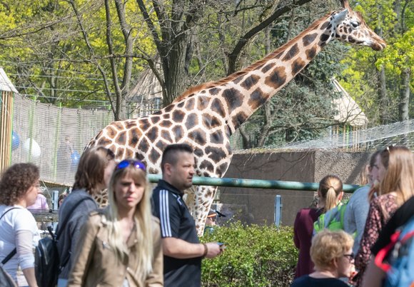 Teraz możesz podziwiać dłużej Orientarium Zoo Łódź
