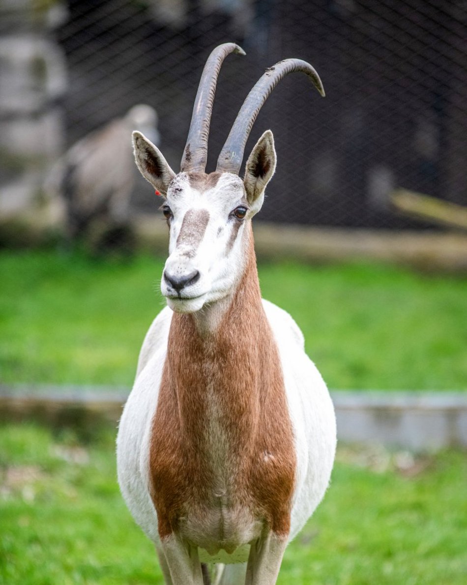 Oryks szablorogi w Orientarium Zoo Łódź