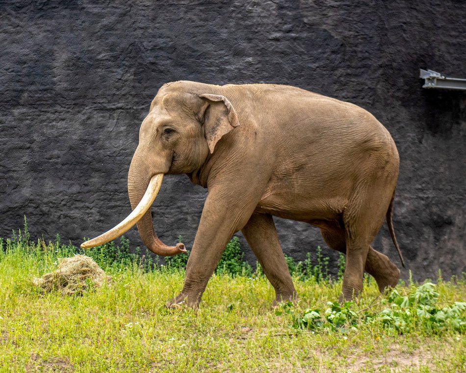 Łódź. Dzień Słonia w Orientarium Zoo Łódź. Gry terenowe, pluszaki i mnóstwo atrakcji