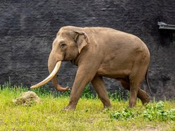 Łódź. Dzień Słonia w Orientarium Zoo Łódź. Gry terenowe, pluszaki i mnóstwo atrakcji