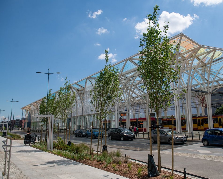 Wiosną w Łodzi przybyło ponad 20 tys. drzew!