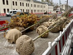 Łódź. Nowe nasadzenia w całym mieście
