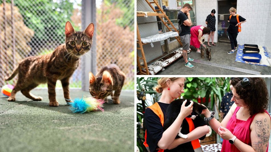 Łódź. Dom bez kota to głupota! Poznaj i adoptuj podopiecznych schroniska w Łodzi