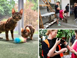 Łódź. Dom bez kota to głupota! Poznaj i adoptuj podopiecznych schroniska w Łodzi