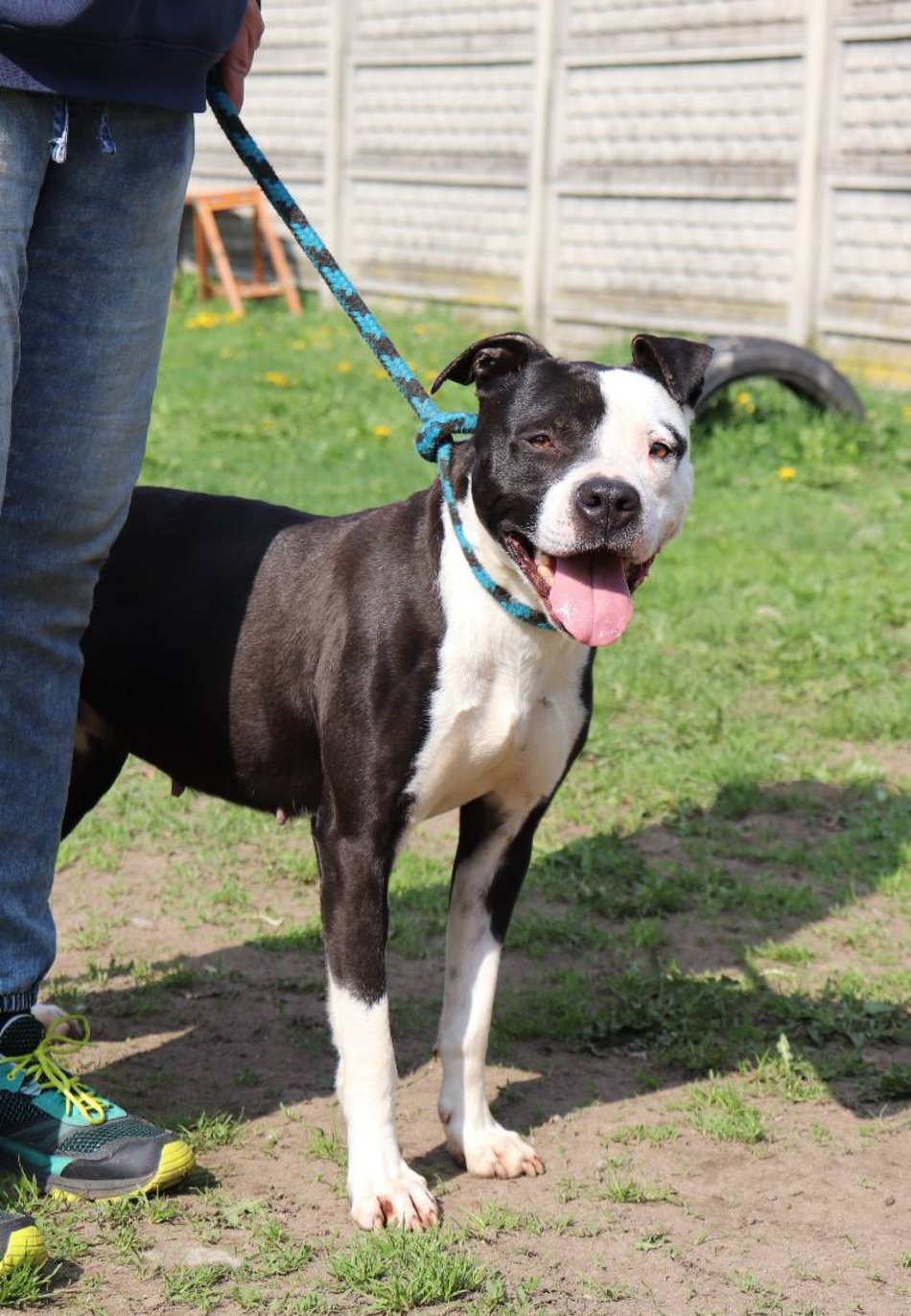 Łódź. Lulu ze schroniska w Łodzi marzy o nowej rodzinie