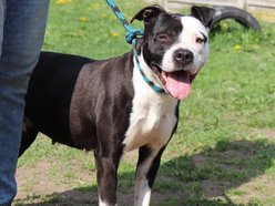 Łódź. Lulu ze schroniska w Łodzi marzy o nowej rodzinie