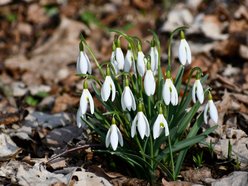Łódź. Ogród Botaniczny w Łodzi gotowy na wiosenny sezon spacerowy. Kiedy otwarcie?
