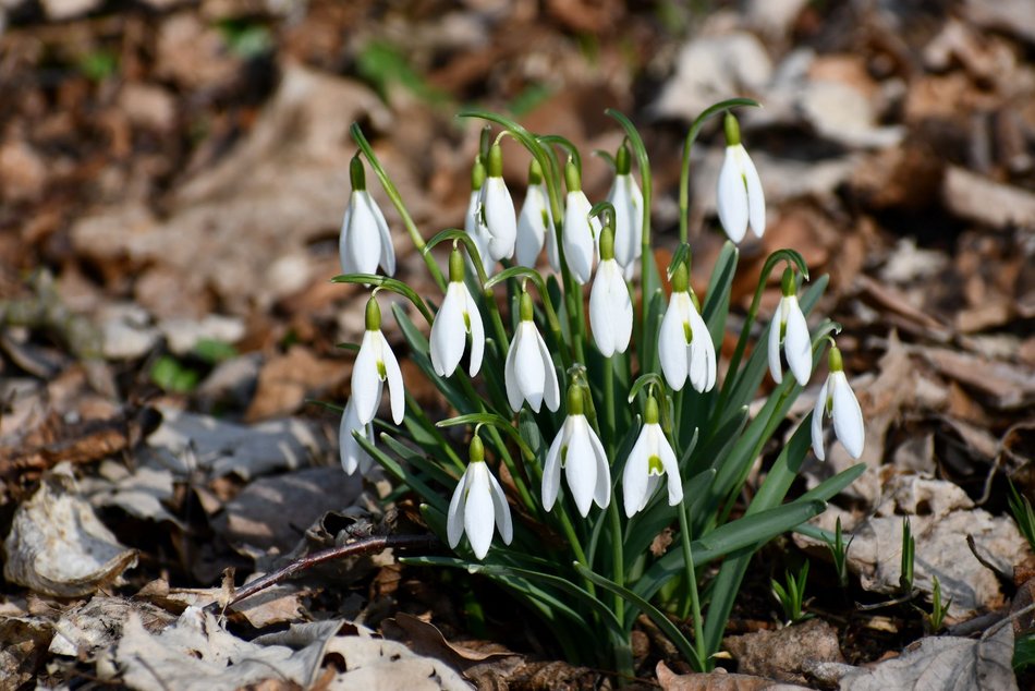 Łódź. Ogród Botaniczny w Łodzi gotowy na wiosenny sezon spacerowy. Kiedy otwarcie?