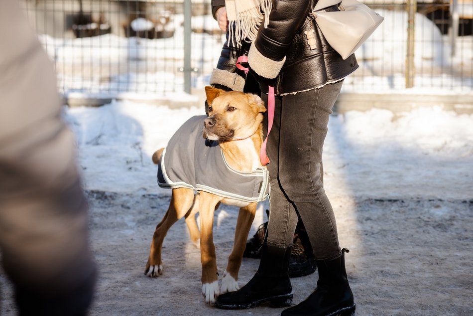 Łódź. Psy ze schroniska w Łodzi na spacerze