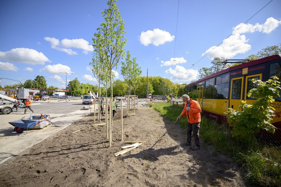 Łódź. Szczecińska w Łodzi rozkwita! Blisko 200 drzew poprawi jakość powietrza i estetykę
