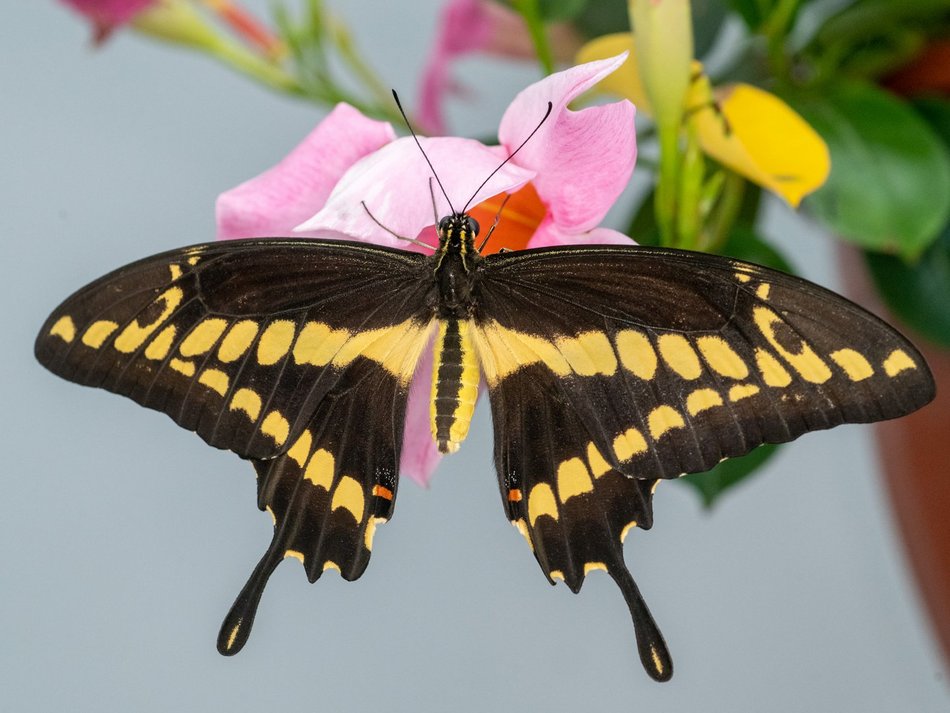 Motylarnia w Orientarium Zoo Łódź - motyle i odwiedzający w motylarni
